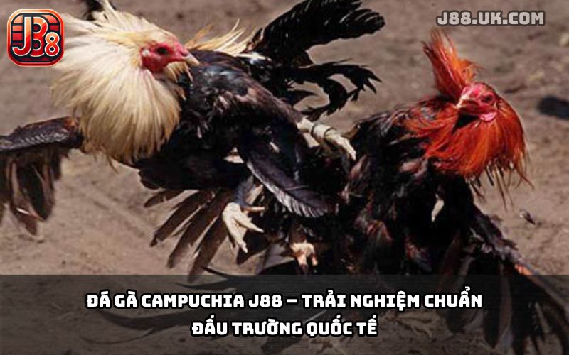 Đá Gà Campuchia J88