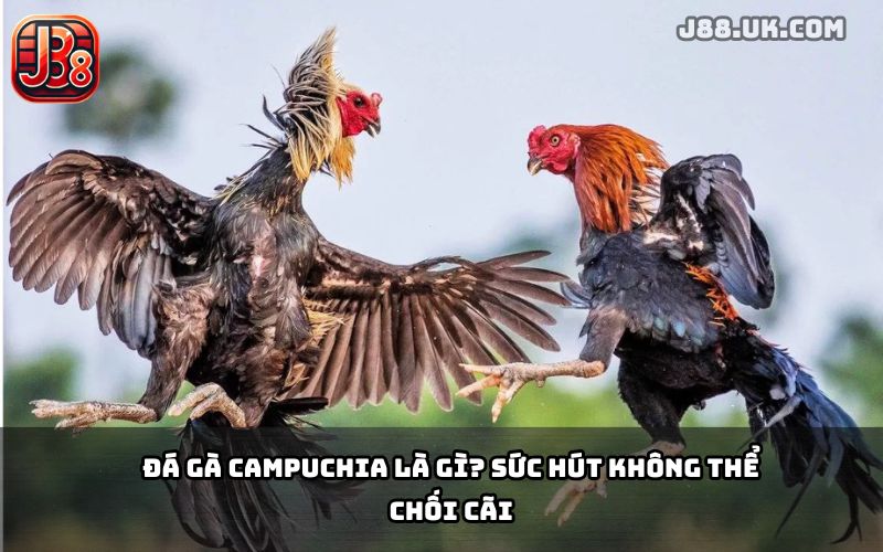 Đá Gà Campuchia J88