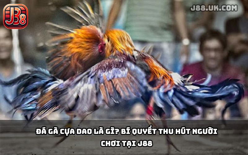 Đá Gà Cựa Dao J88